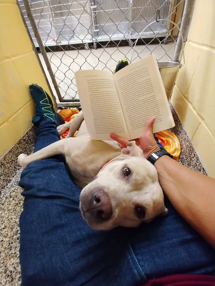 Image credit: Facebook | Humane Society of Tampa Bay