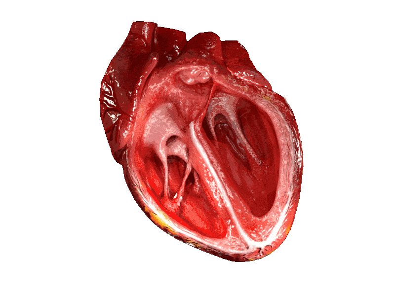 Image credit: https://diplycom5cc47.zapwp.com/q:i/r:0/wp:1/w:1/u:https://commons.wikimedia.org/wiki/File:CG_Heart.gif