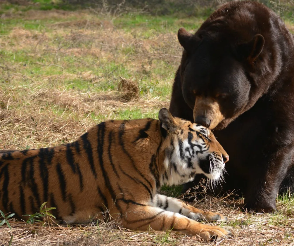 Image credit: Facebook | Noah's Ark Animal Sanctuary