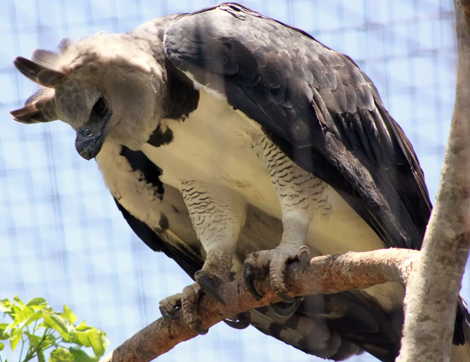 Image credit: https://commons.wikimedia.org/wiki/File:Harpy_Eagle_(7117520549).jpg