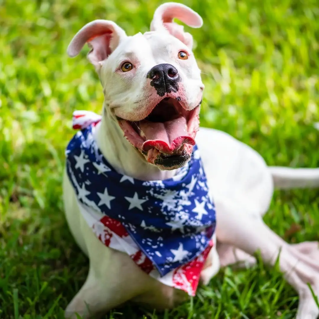 Image credit: Instagram | @nubbydogrules