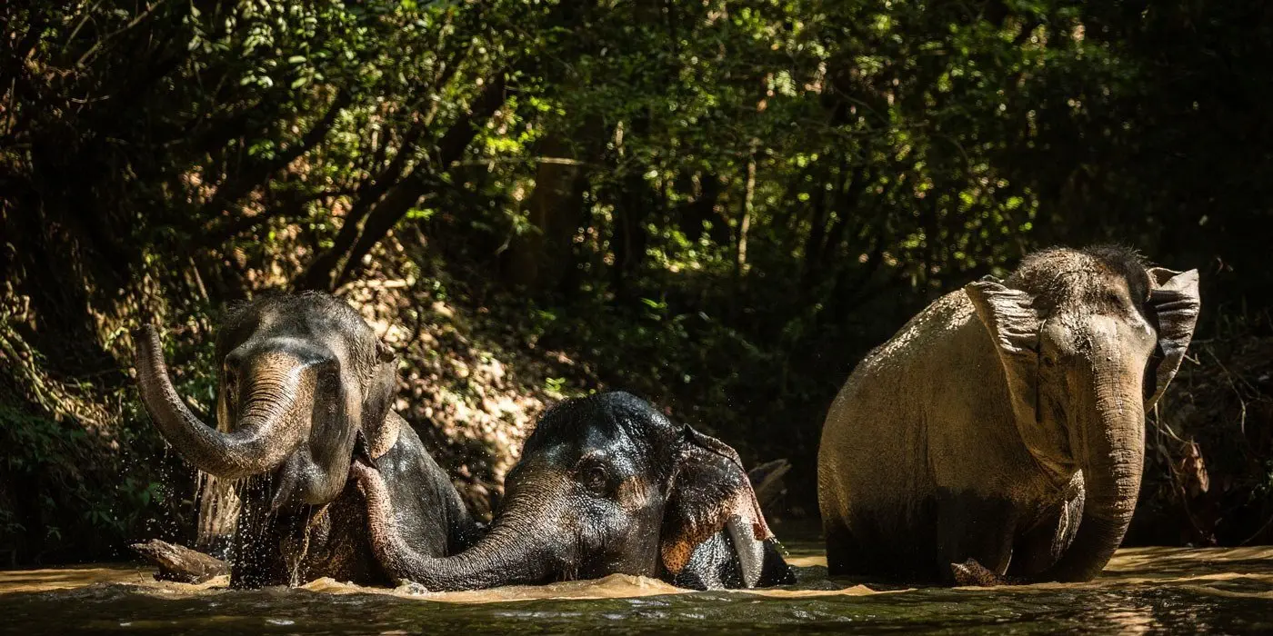 Image credit: Facebook | San Antonio Zoo