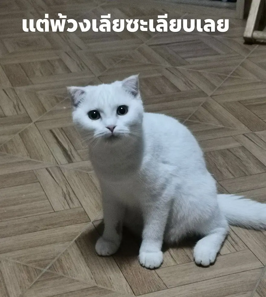 Image credit: Facebook | ตุ้มเม้งแมวแพนด้า&คาพ้วงแมวเชื้อรา