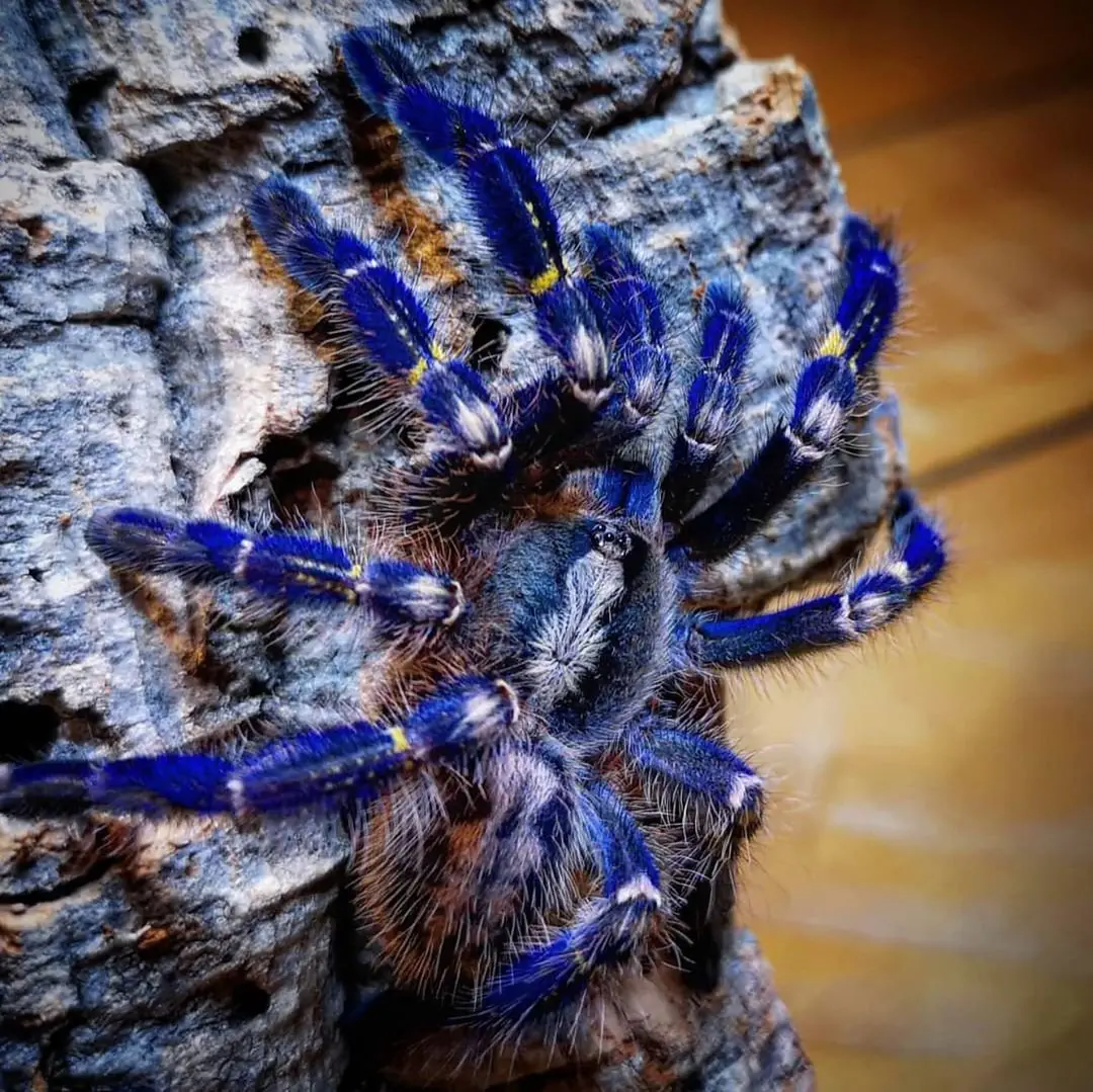 Image credit: Instagram | @few_little_spiders