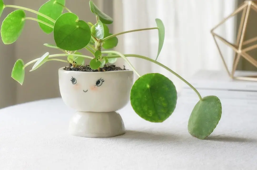 Image credit: Instagram | @ceramicsense