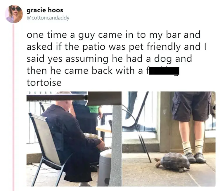Image credit: Twitter | @cottoncandaddy