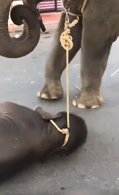 Image credit: YouTube | Daily Mail