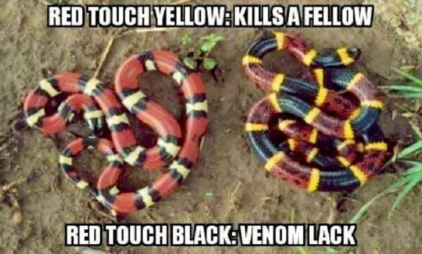 Image credit: 9GAG | 9GAG