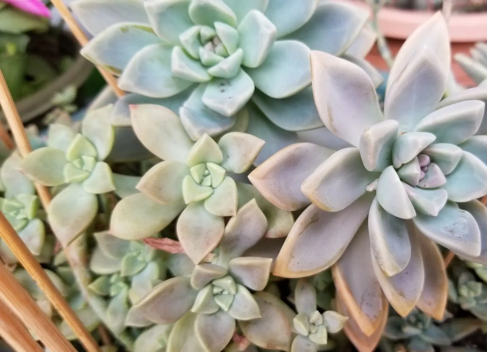Image credit: Etsy | JujuSucculents