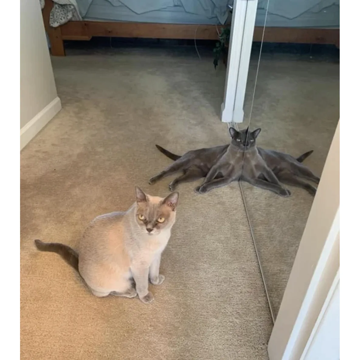 Image credit: Reddit | nicolewasnthere