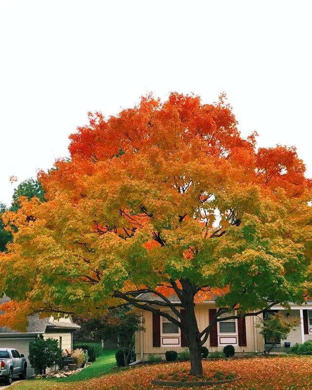 Image credit: Reddit | OrangePoppy24