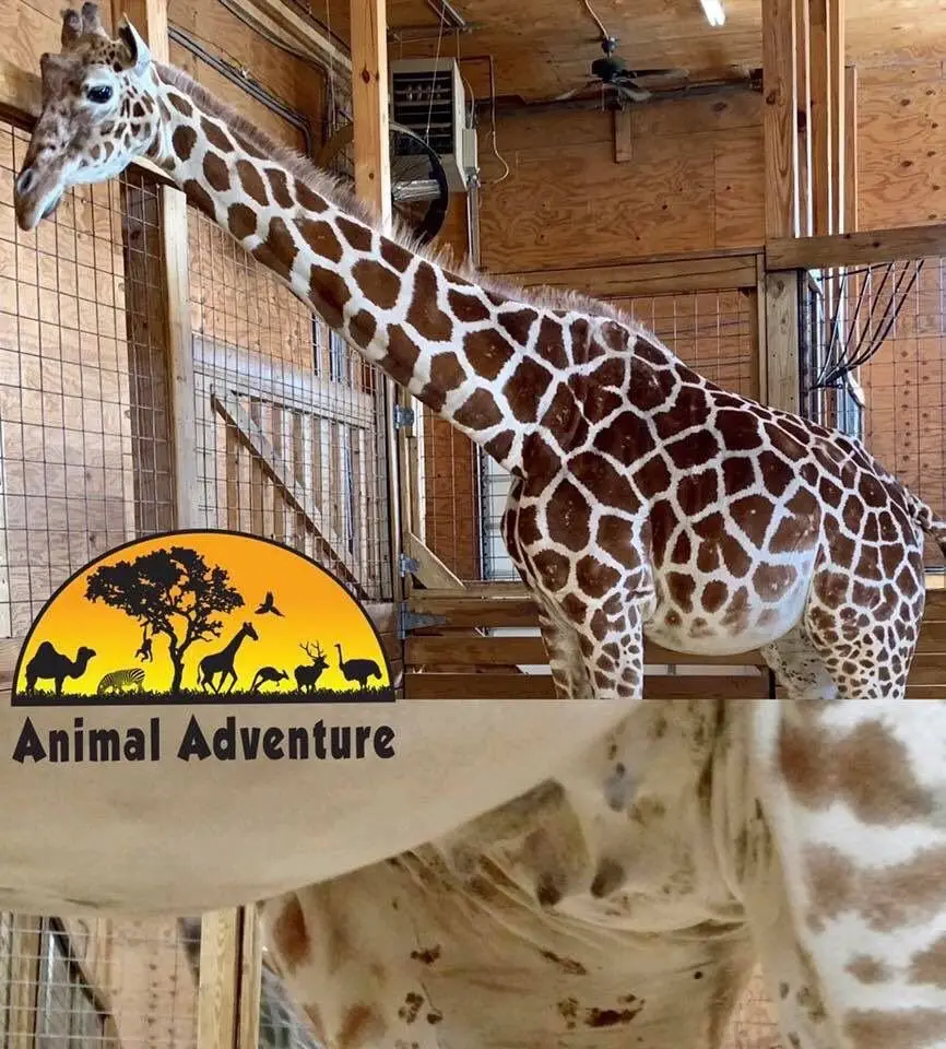 Image credit: Twitter | @AprilTheGiraffe