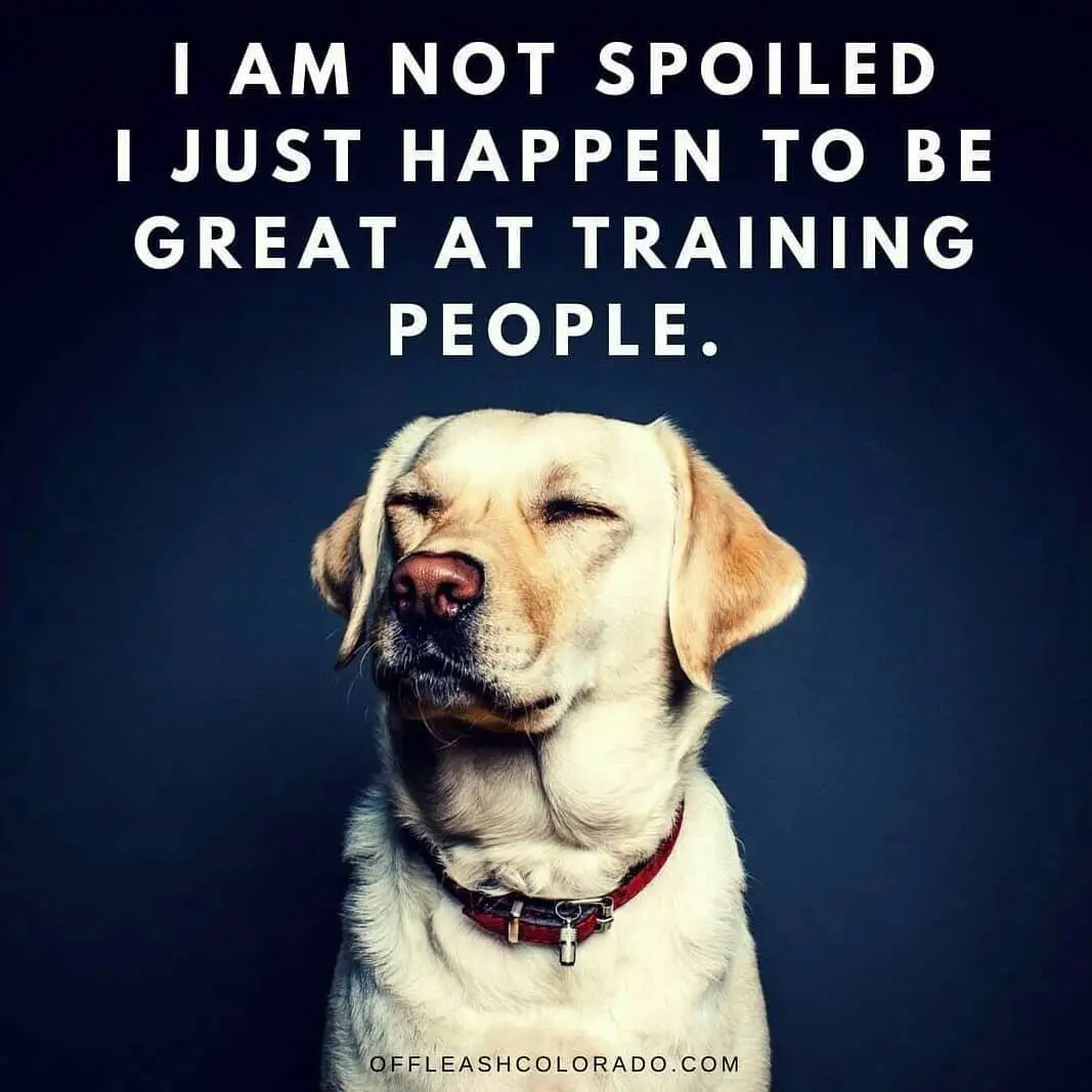 Image credit: Instagram | @likeablepets