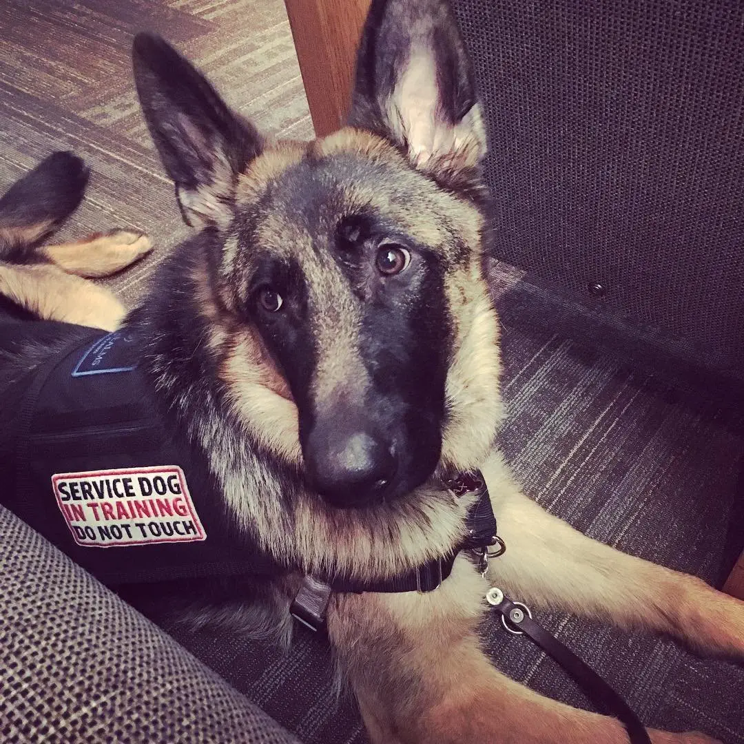 Image credit: Instagram | @nine.realms.canine.training
