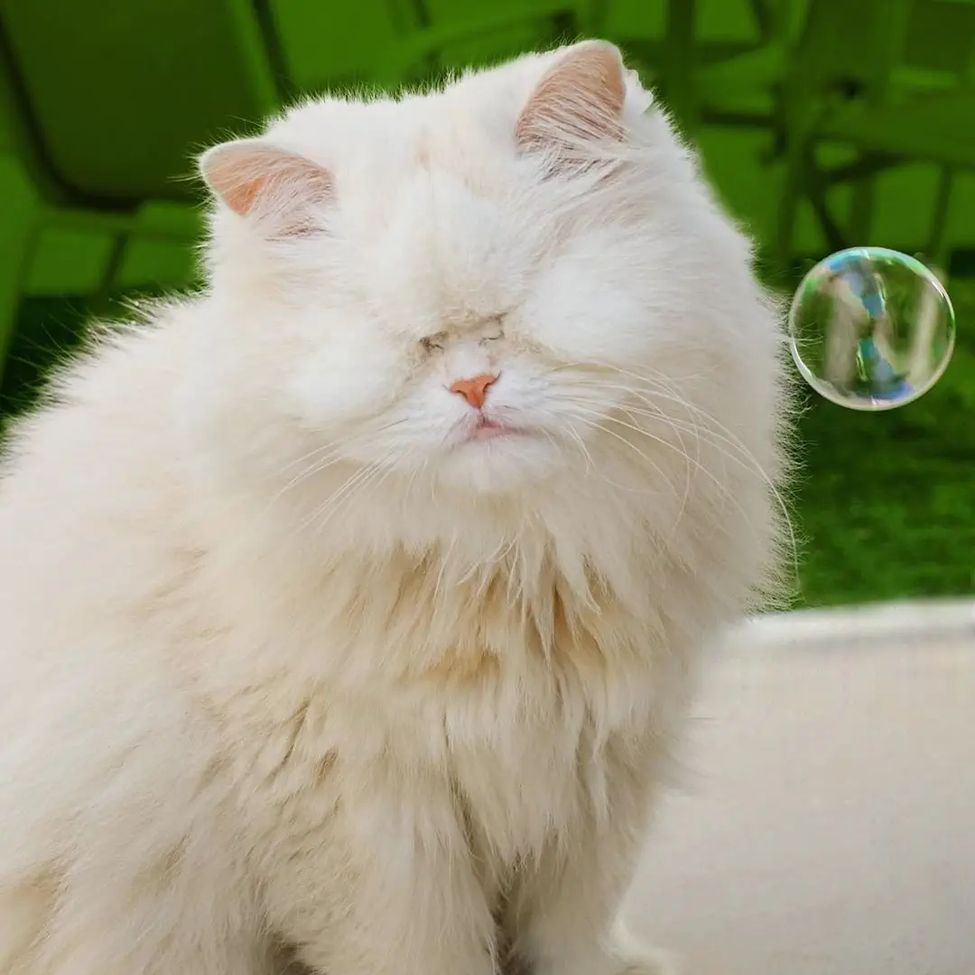 Image credit: Instagram | @moetblindcat