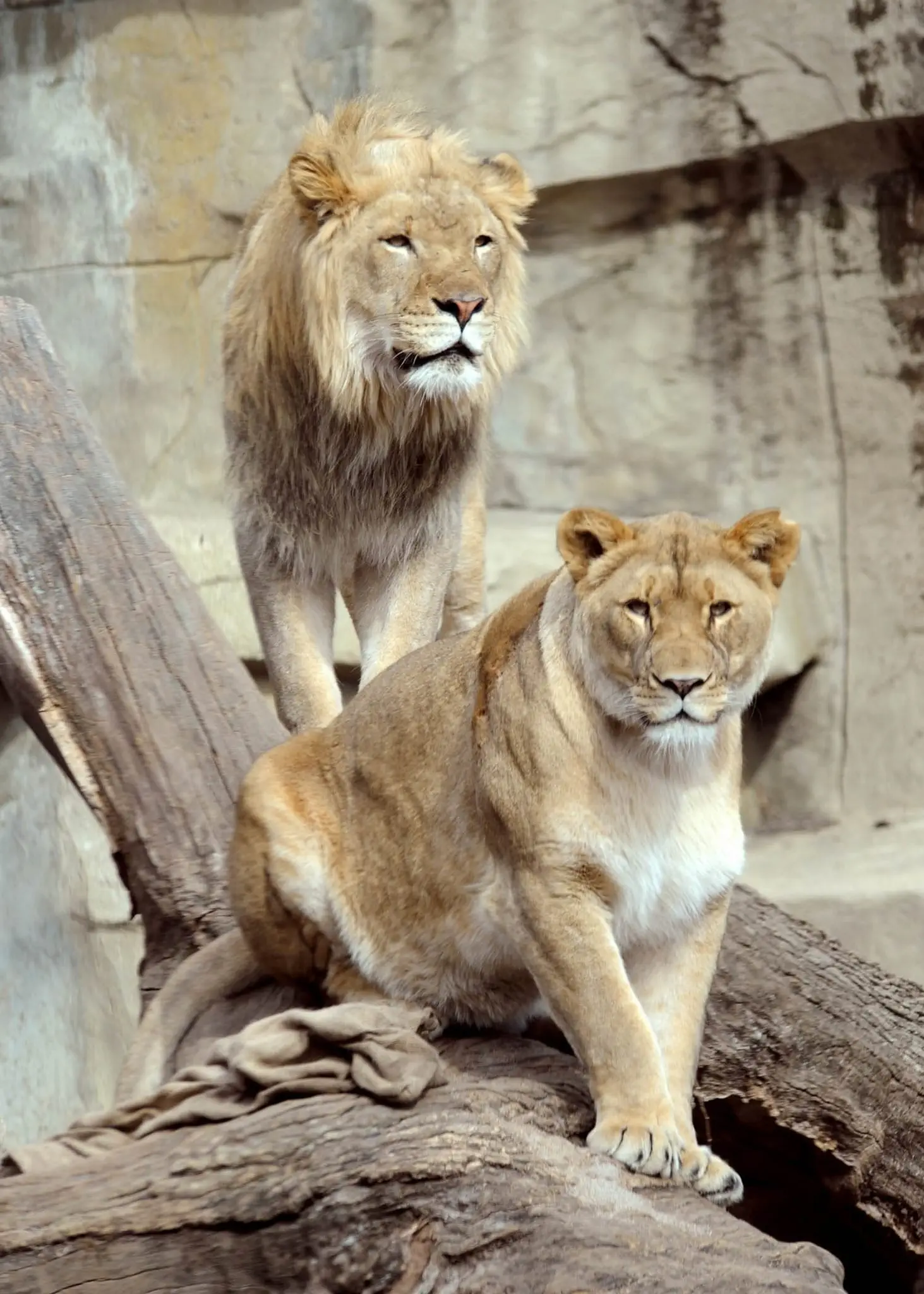 Image credit: Facebook | Brookfield Zoo