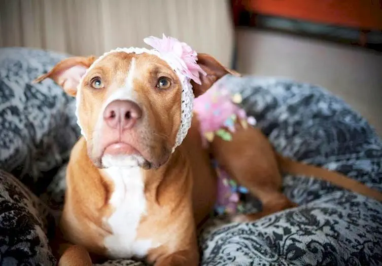 Image credit: Facebook | Protect Pit Bulls from BSL