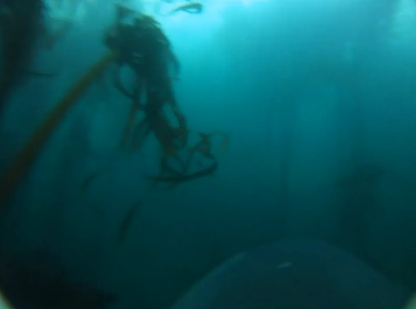 Image credit: Vimeo | Murdoch University