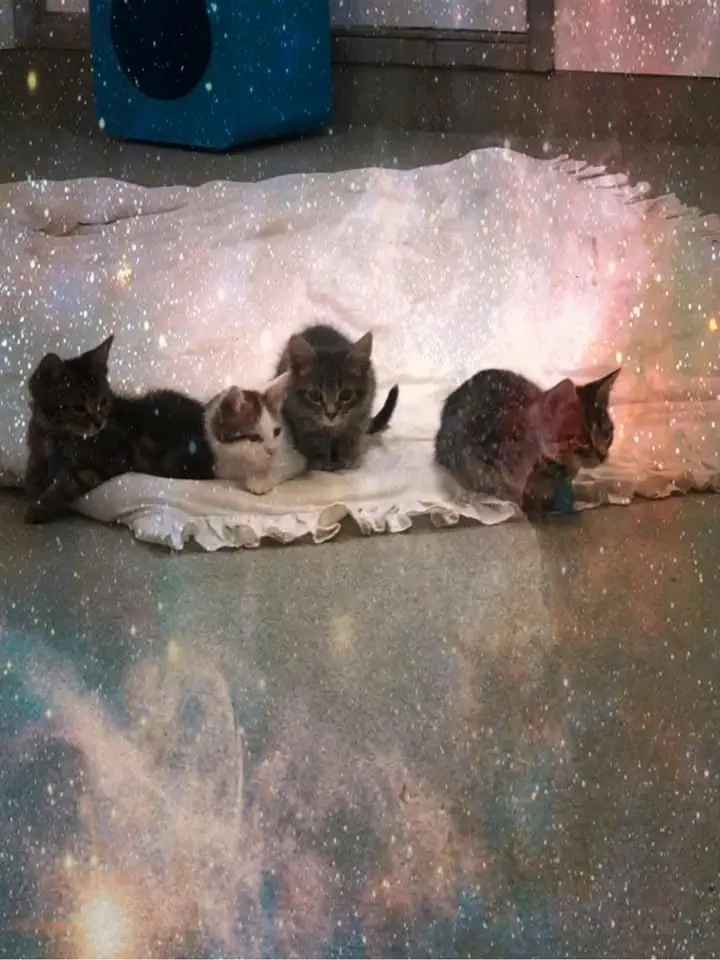 Image credit: Facebook | OKC Animal Welfare