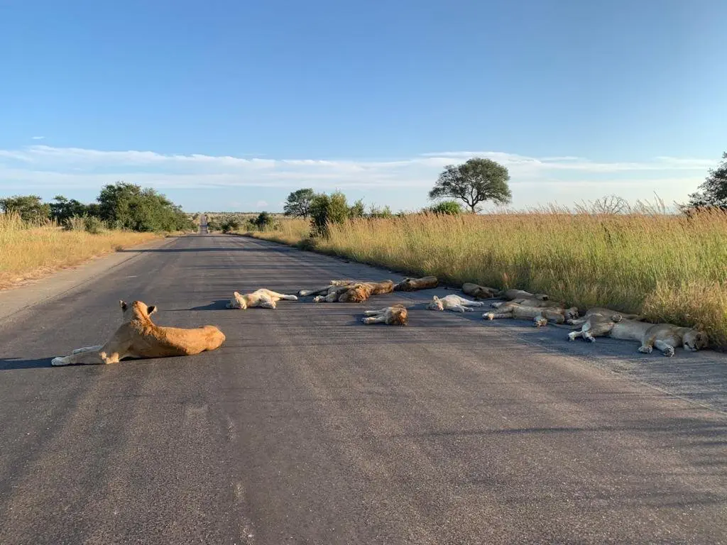 Image credit: Richard Sowry via Twitter | @SANParksKNP