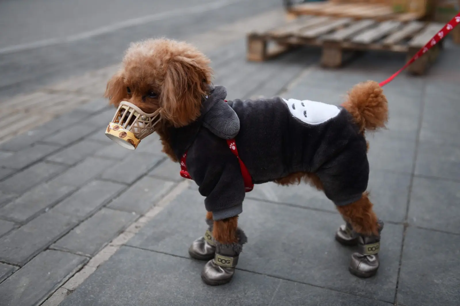 Image credit: Getty Images | Greg Baker