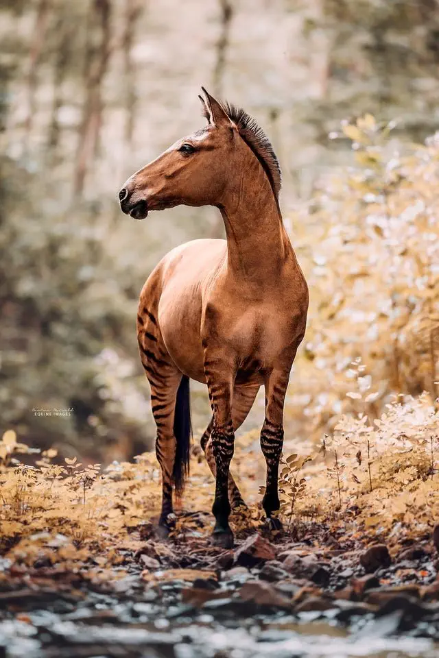 Image credit: Carina Maiwald