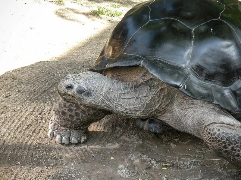Image credit: Reptilienzoo Happ