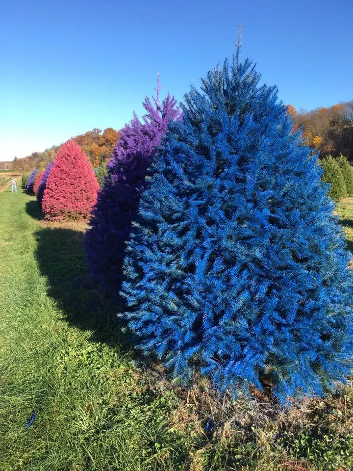 Image credit: Facebook | Wyckoff's Christmas Tree Farm