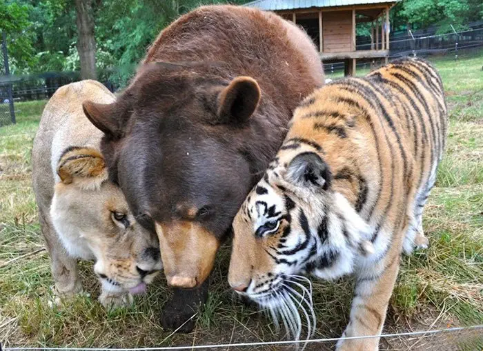 Image credit: Facebook | Noah's Ark Animal Sanctuary