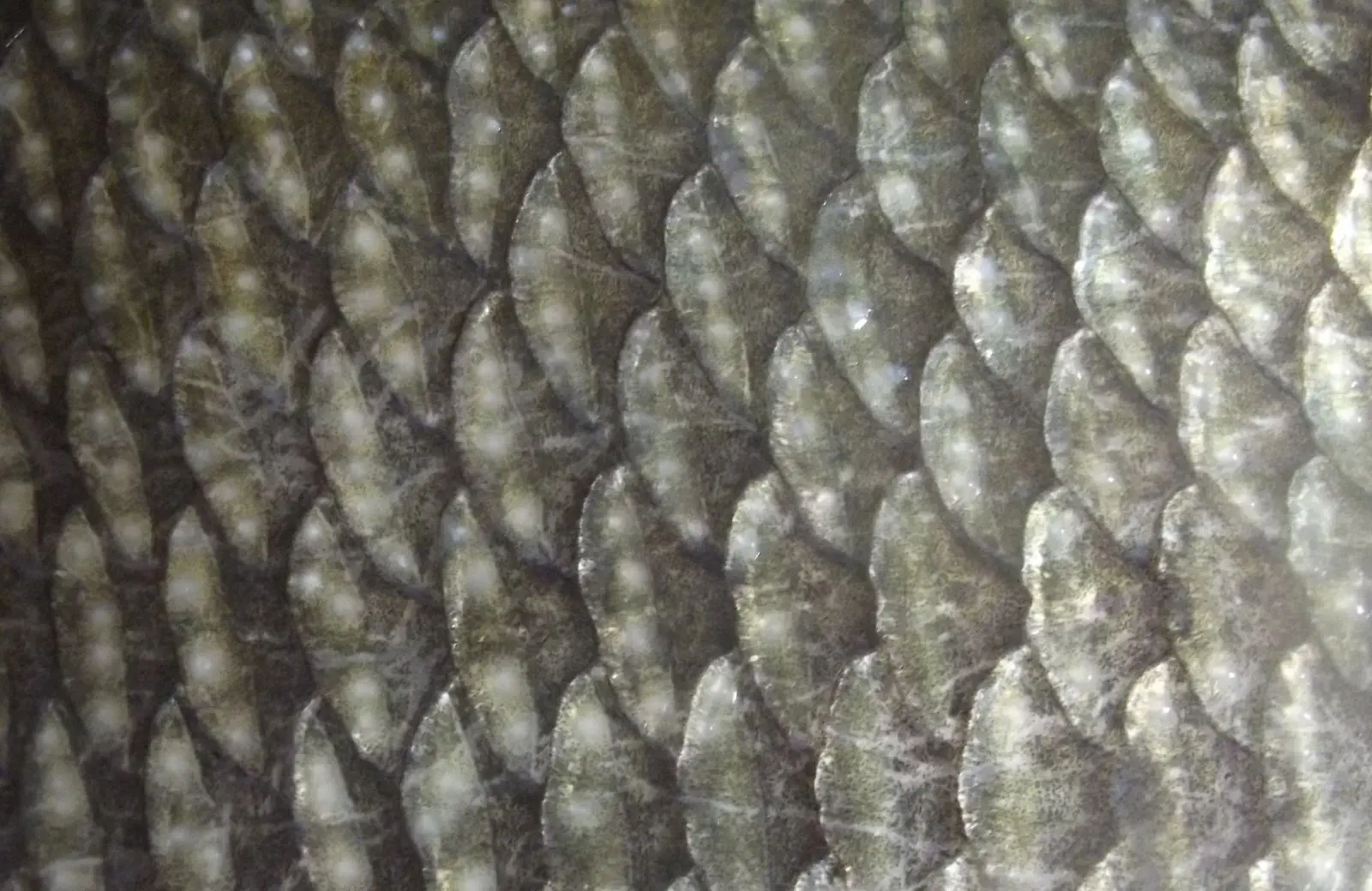 Image credit: https://diplycom5cc47.zapwp.com/q:i/r:0/wp:1/w:1/u:https://commons.wikimedia.org/wiki/File:Abramis_brama_-_fish_scale.jpg