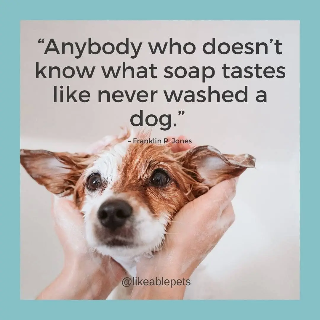 Image credit: Instagram | @likeablepets