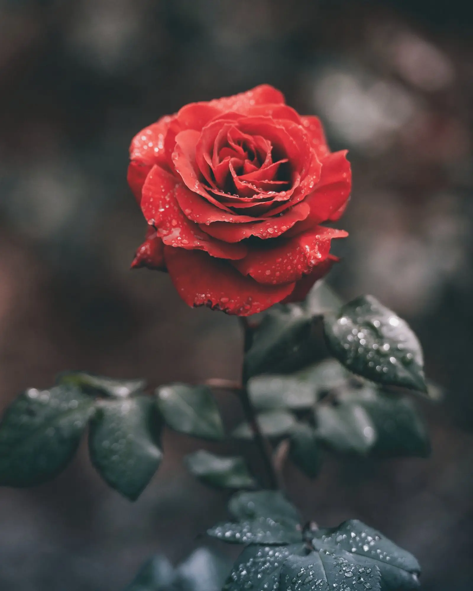 Image credit: Unsplash | Ameen Fahmy