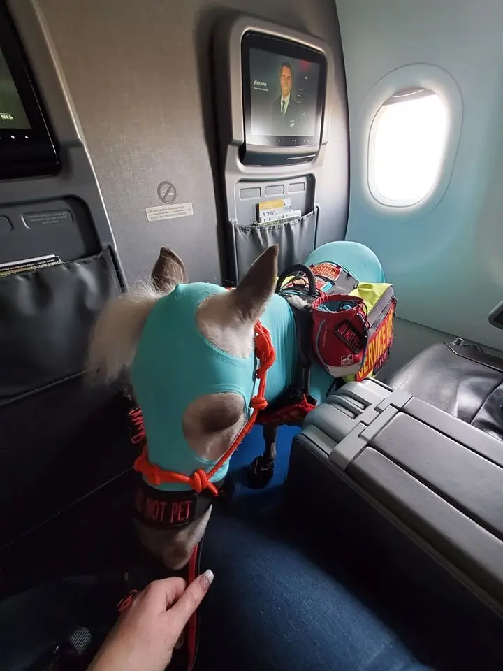 Image credit: Facebook | Fred-Mini Service Horse