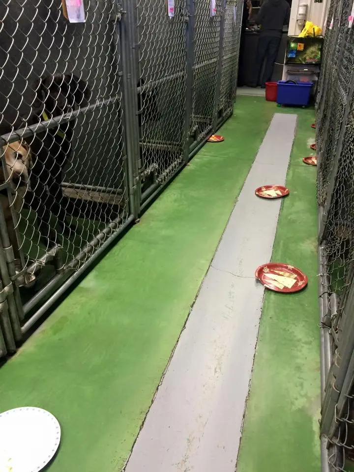 Image credit: Facebook | Barkers Pet Motel and Grooming