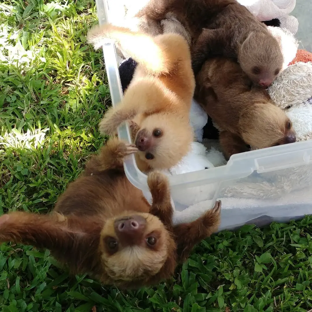 Image credit: Instagram | @sloth.sanctuary.costa.rica