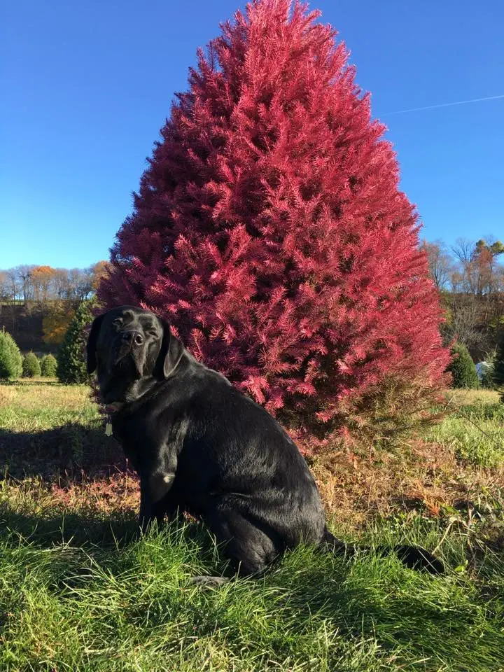 Image credit: Facebook | Wyckoff's Christmas Tree Farm