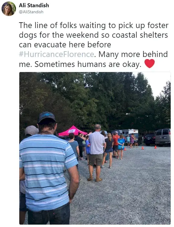 Image credit: Twitter | @AliStandish