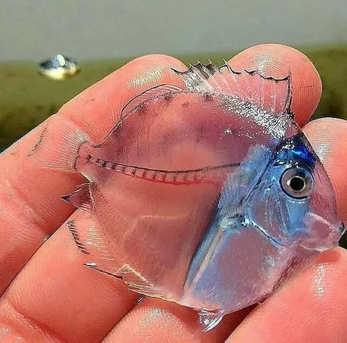 Image credit: Reddit | AcrobaticCommand