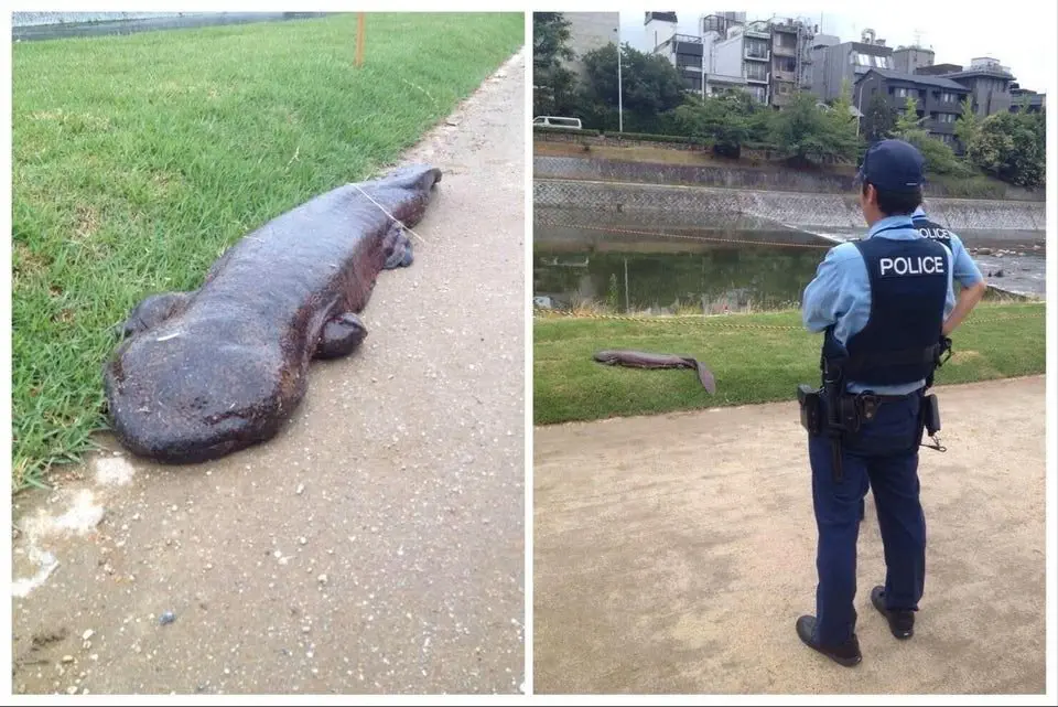 Image credit: Reddit | GallowBoob