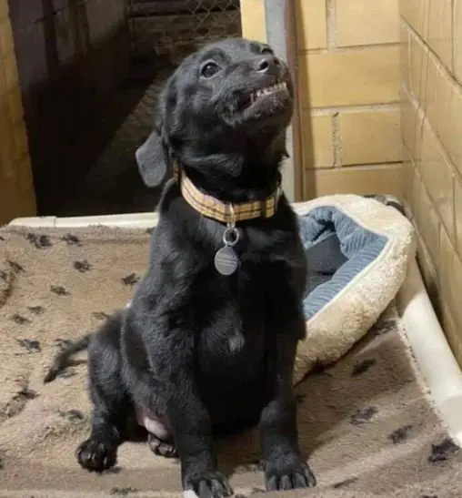Image credit: Facebook | Humane Society of Northwest Louisiana
