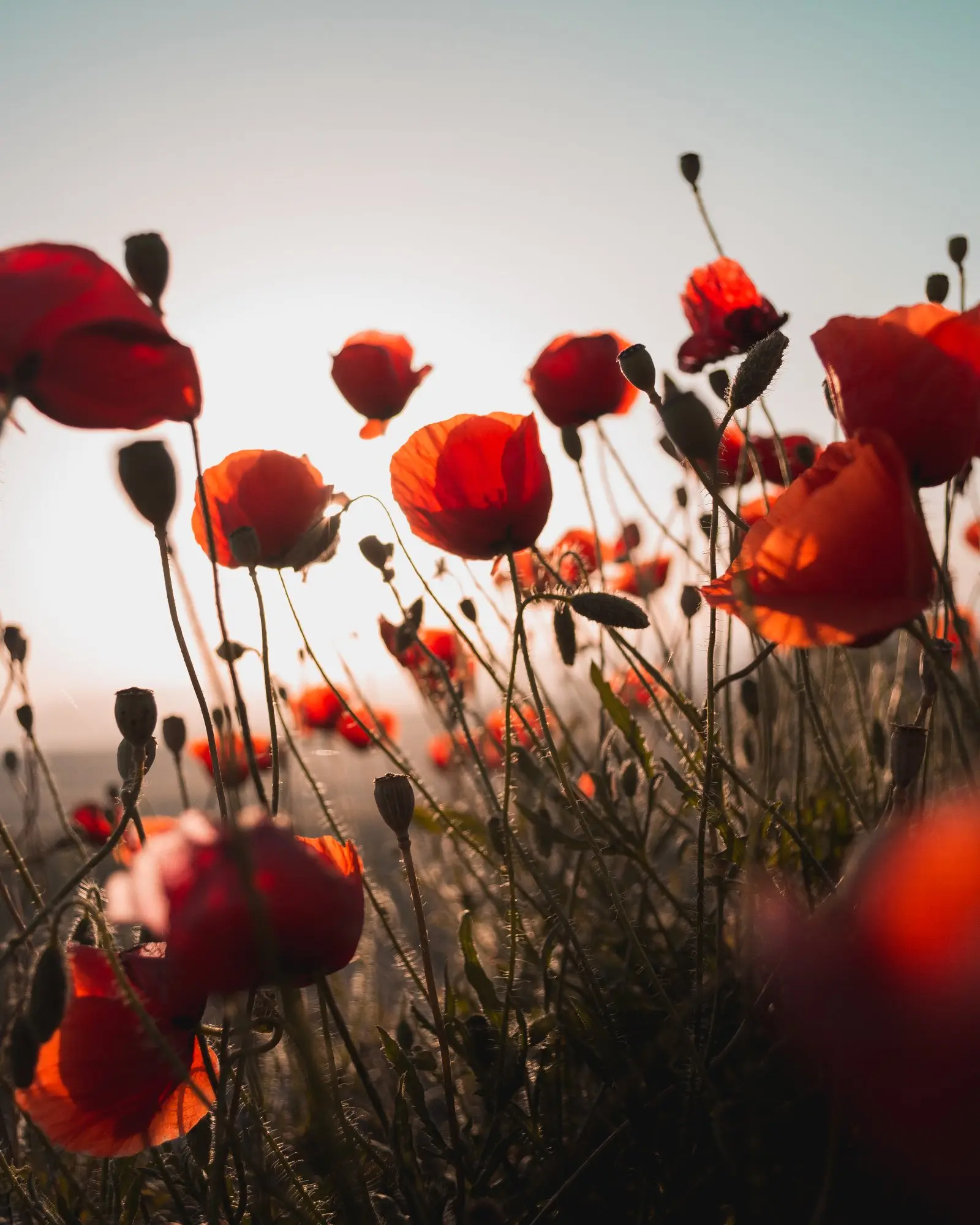 Image credit: Unsplash | Milos Tonchevski