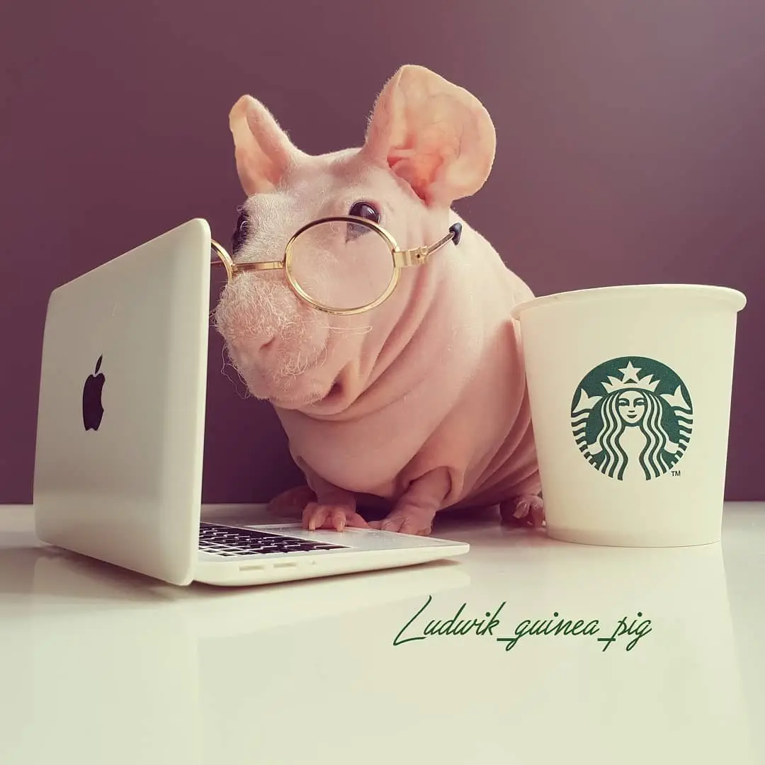 Image credit: Instagram | @ludwik_guinea_pig