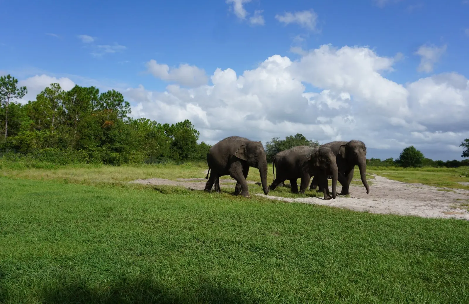 Image credit: White Oak Conservation Center