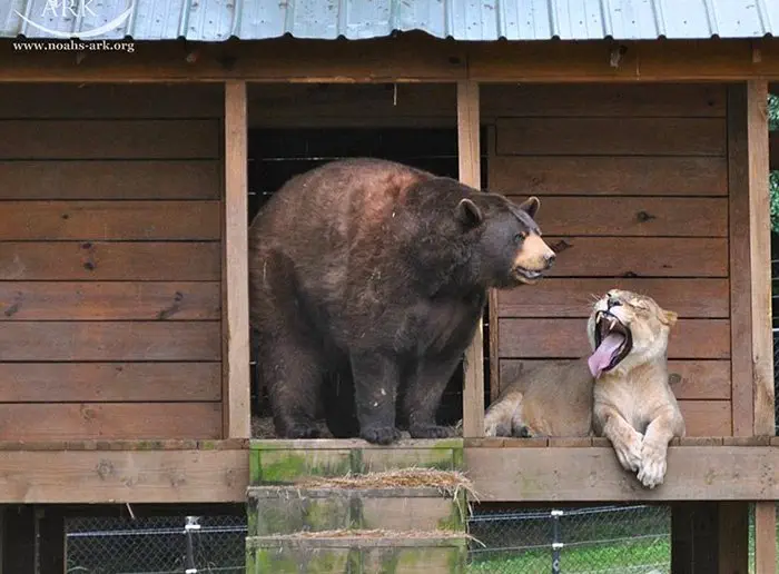 Image credit: Facebook | Noah's Ark Animal Sanctuary