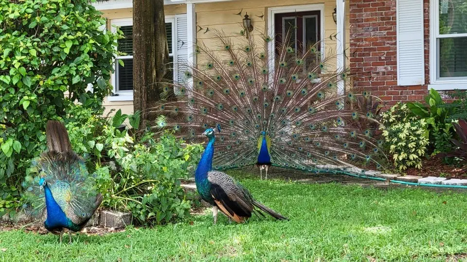 Image credit: Reddit | pancakesiguess