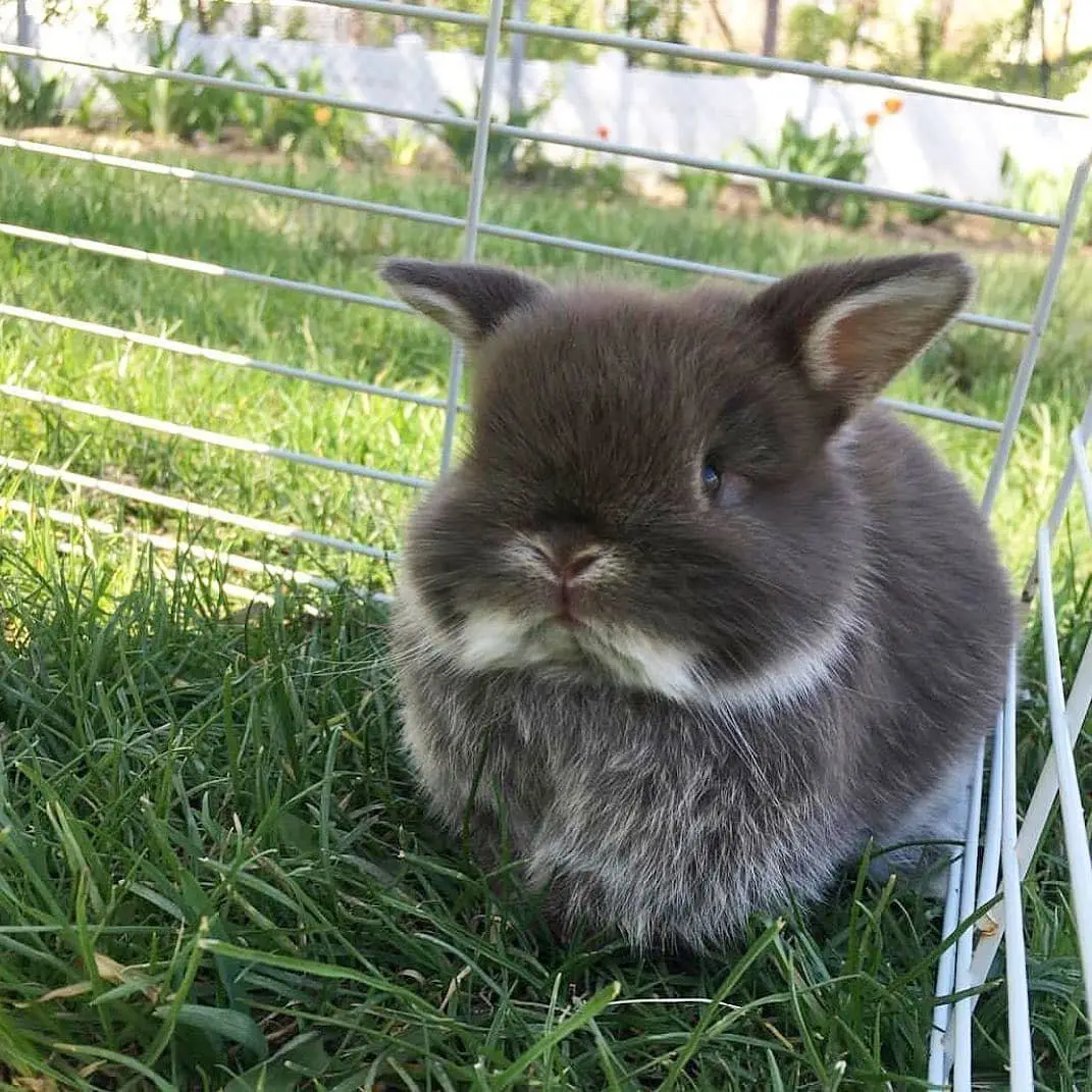 Image credit: Instagram | @allbunnies_663