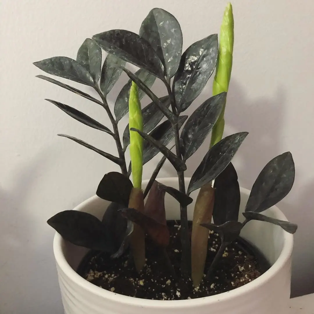 Image credit: Instagram | @michaelscottplantcompany