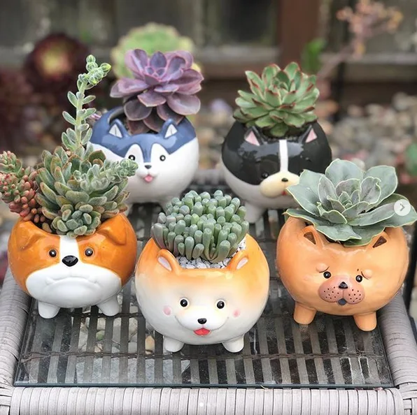 Image credit: Instagram | @justgrowsucculents