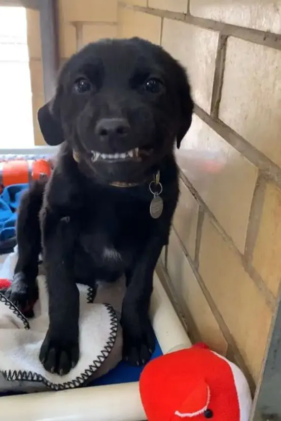 Image credit: Facebook | Humane Society of Northwest Louisiana