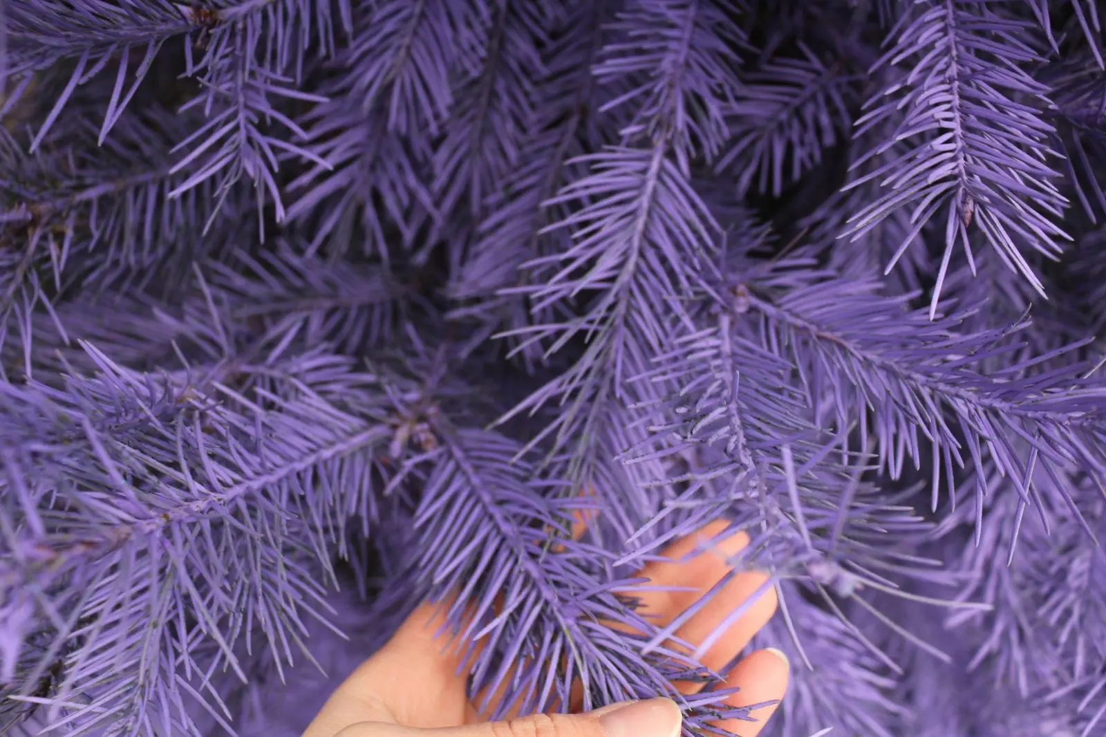 Image credit: Facebook | Wyckoff's Christmas Tree Farm